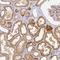 YY1 Associated Protein 1 antibody, HPA006986, Atlas Antibodies, Immunohistochemistry paraffin image 