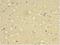 14-3-3 protein epsilon antibody, LS-C370577, Lifespan Biosciences, Immunohistochemistry frozen image 