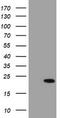 Migration And Invasion Enhancer 1 antibody, LS-C336891, Lifespan Biosciences, Western Blot image 