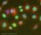 Minichromosome Maintenance Complex Component 2 antibody, ab4461, Abcam, Immunofluorescence image 
