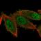 Ubiquitin Specific Peptidase 38 antibody, HPA047948, Atlas Antibodies, Immunofluorescence image 