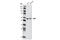 AKT Serine/Threonine Kinase 2 antibody, 5239S, Cell Signaling Technology, Western Blot image 