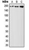 Glutamine And Serine Rich 1 antibody, orb215587, Biorbyt, Western Blot image 