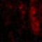 Interleukin 33 antibody, 4271, ProSci Inc, Immunofluorescence image 