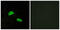 Probable G-protein coupled receptor 174 antibody, GTX87624, GeneTex, Immunofluorescence image 