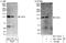 Cbl Proto-Oncogene B antibody, NBP1-49920, Novus Biologicals, Western Blot image 