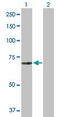 Mucolipin 1 antibody, MBS6006049, MyBioSource, Western Blot image 