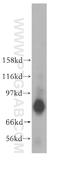 Transforming Acidic Coiled-Coil Containing Protein 2 antibody, 11407-1-AP, Proteintech Group, Western Blot image 