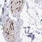 Gliomedin antibody, NBP2-38873, Novus Biologicals, Immunohistochemistry paraffin image 