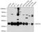 Wnt Family Member 3A antibody, 13-232, ProSci, Western Blot image 