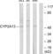 Cytochrome P450 Family 2 Subfamily A Member 13 antibody, LS-C119494, Lifespan Biosciences, Western Blot image 