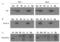 Endonuclease G antibody, 11004, QED Bioscience, Western Blot image 