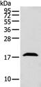 Glia Maturation Factor Beta antibody, PA5-51220, Invitrogen Antibodies, Western Blot image 