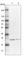 NOP16 Nucleolar Protein antibody, HPA036506, Atlas Antibodies, Western Blot image 