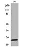 MOB Kinase Activator 1B antibody, orb161784, Biorbyt, Western Blot image 