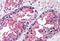 Valosin Containing Protein antibody, NBP1-39850, Novus Biologicals, Immunohistochemistry paraffin image 