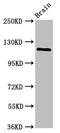 Huntingtin Interacting Protein 1 Related antibody, LS-C673349, Lifespan Biosciences, Western Blot image 