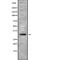 Mitochondrial Ribosomal Protein L2 antibody, abx216934, Abbexa, Western Blot image 