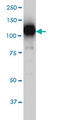 Sirtuin 1 antibody, LS-B4520, Lifespan Biosciences, Western Blot image 