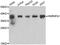 Heterogeneous Nuclear Ribonucleoprotein A1 antibody, abx006989, Abbexa, Western Blot image 