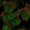 ELAV Like RNA Binding Protein 4 antibody, NBP2-68648, Novus Biologicals, Immunofluorescence image 