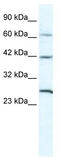 Cx31.9 antibody, TA341675, Origene, Western Blot image 