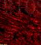 Apoptosis Inducing Factor Mitochondria Associated 1 antibody, orb10071, Biorbyt, Immunohistochemistry paraffin image 
