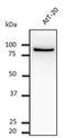 Aldolase, Fructose-Bisphosphate B antibody, orb11595, Biorbyt, Western Blot image 