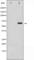 SMAD Family Member 1 antibody, abx011715, Abbexa, Western Blot image 
