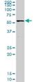 DNA Polymerase Alpha 2, Accessory Subunit antibody, H00023649-D01P, Novus Biologicals, Western Blot image 