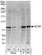 Minichromosome Maintenance Complex Component 7 antibody, A302-586A, Bethyl Labs, Western Blot image 