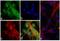 Actin Alpha 2, Smooth Muscle antibody, 701457, Invitrogen Antibodies, Immunofluorescence image 