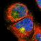 RAB5C, Member RAS Oncogene Family antibody, PA5-51932, Invitrogen Antibodies, Immunofluorescence image 