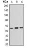 Trafficking From ER To Golgi Regulator antibody, abx142013, Abbexa, Western Blot image 