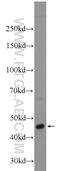 LUC7 Like 2, Pre-MRNA Splicing Factor antibody, 24202-1-AP, Proteintech Group, Western Blot image 