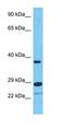 Tripartite Motif Containing 40 antibody, orb324582, Biorbyt, Western Blot image 