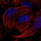 Gem Nuclear Organelle Associated Protein 5 antibody, NBP2-58136, Novus Biologicals, Immunofluorescence image 