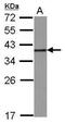 Heterogeneous Nuclear Ribonucleoprotein A2/B1 antibody, PA5-30061, Invitrogen Antibodies, Western Blot image 