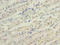 Transmembrane Protein 31 antibody, A63636-100, Epigentek, Immunohistochemistry paraffin image 