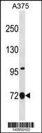 Annexin A6 antibody, 60-672, ProSci, Western Blot image 