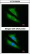 5-Aminoimidazole-4-Carboxamide Ribonucleotide Formyltransferase/IMP Cyclohydrolase antibody, LS-C185516, Lifespan Biosciences, Immunocytochemistry image 