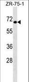 General Transcription Factor IIIC Subunit 5 antibody, LS-C166732, Lifespan Biosciences, Western Blot image 