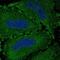 Von Willebrand Factor A Domain Containing 7 antibody, NBP2-56840, Novus Biologicals, Immunocytochemistry image 