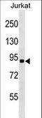 RING finger protein 10 antibody, LS-C162645, Lifespan Biosciences, Western Blot image 