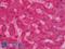 Coagulation factor IX antibody, LS-B6333, Lifespan Biosciences, Immunohistochemistry paraffin image 