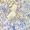 Cyclin Dependent Kinase Inhibitor 1B antibody, A0290, ABclonal Technology, Immunohistochemistry paraffin image 