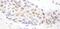 Histone Deacetylase 3 antibody, NB100-79798, Novus Biologicals, Immunohistochemistry paraffin image 