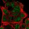 Ephrin B3 antibody, NBP1-84829, Novus Biologicals, Immunofluorescence image 