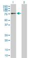 TRNA Methyltransferase 2 Homolog A antibody, H00027037-B01P, Novus Biologicals, Western Blot image 