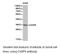 Caspase 6 antibody, LS-C193030, Lifespan Biosciences, Western Blot image 